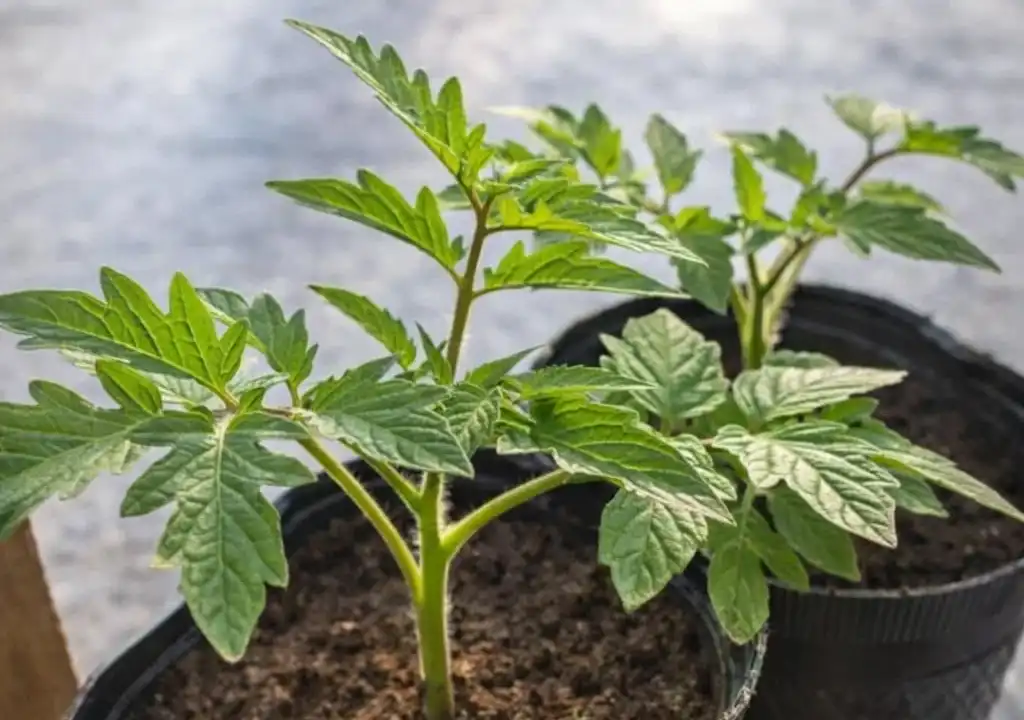 Міцна й кремезна розсада: підживлення, яке зупиняє витягування, але не гальмує ріст