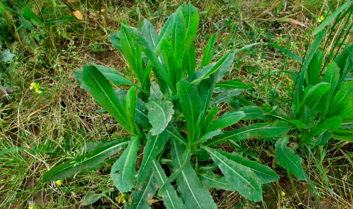 Сік дикого салату – природний засіб для знеболення та релаксації