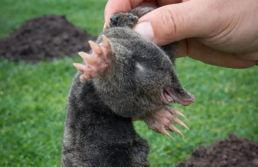 Кроти тікають назавжди: 7 хитрих способів вигнати їх із ділянки без отрути
