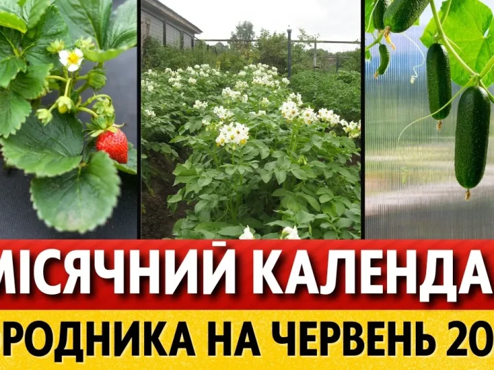 Червень 2026 на городі: коли сіяти, садити і відпочивати, щоб отримати щедрий урожай (місячний календар для України)
