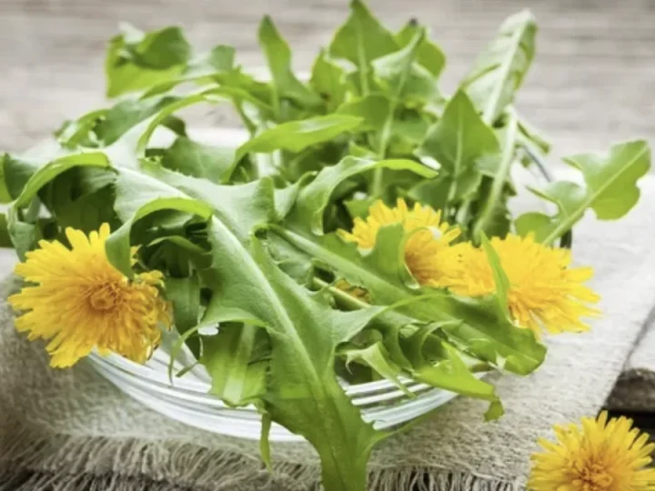 Щороку збираю 1 мішок листя кульбаби! “Аптека” під ногами: 3 прості рецепти, про які мало хто знає