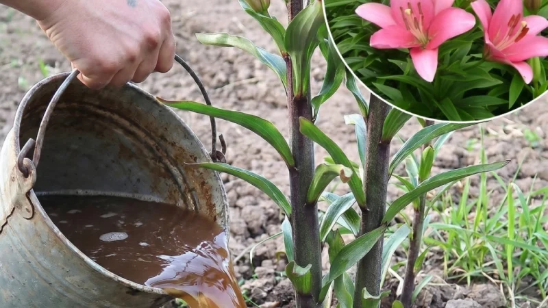 Підживлення лілій в травні: яке саме добриво слід вносити, щоб пишно квітнули