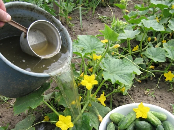 Огірки будуть засипати врожаєм, якщо підживити їх цим органічним добривом