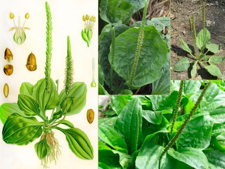 30 неймовірних переваг широколистого подорожника (Plantago Major)