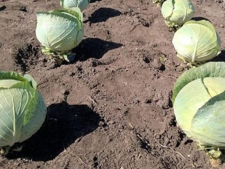 Чи потрібно обривати нижнє листя в капусти? Ділюся досвідом