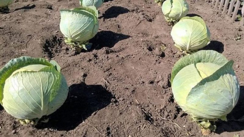 Чи потрібно обривати нижнє листя в капусти? Ділюся досвідом