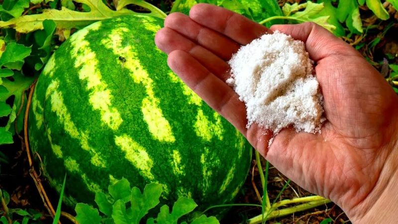 Чим підживити кавуни в липні, щоб вони виросли великими, солодкими та соковитими: найкращі рецепти