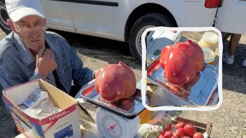 Українець виростив помідор-велетень і ошелешив його ціною (відео)