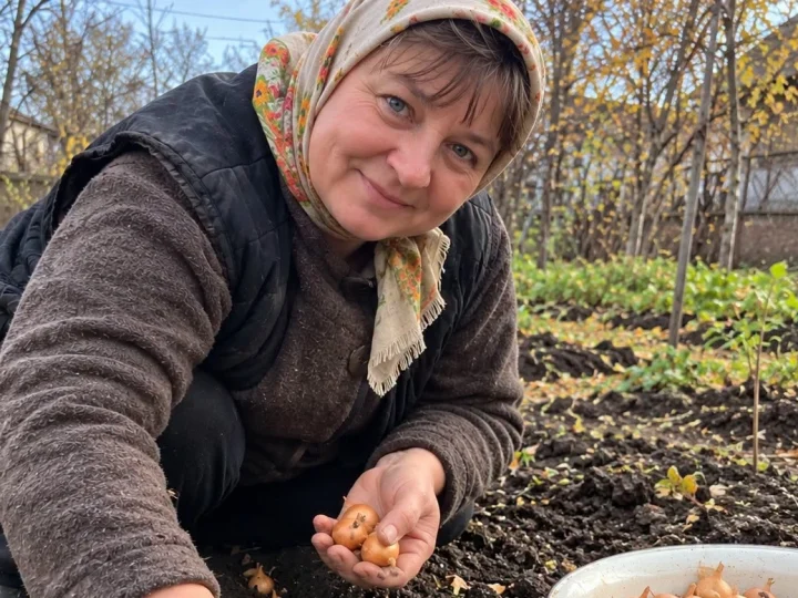 Коли садити цибулю в жовтні та листопаді 2026 року: сприятливі дні та головні правила посадки