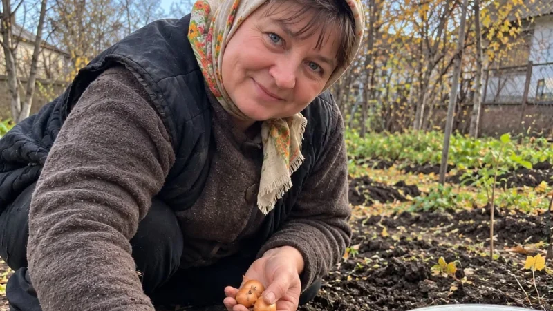 Коли садити цибулю в жовтні та листопаді 2026 року: сприятливі дні та головні правила посадки